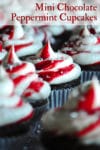 Rows of mini chocolate peppermint cupcakes.